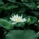 White lotus season 4: Release Updates, Cast, Story, and What to Expect