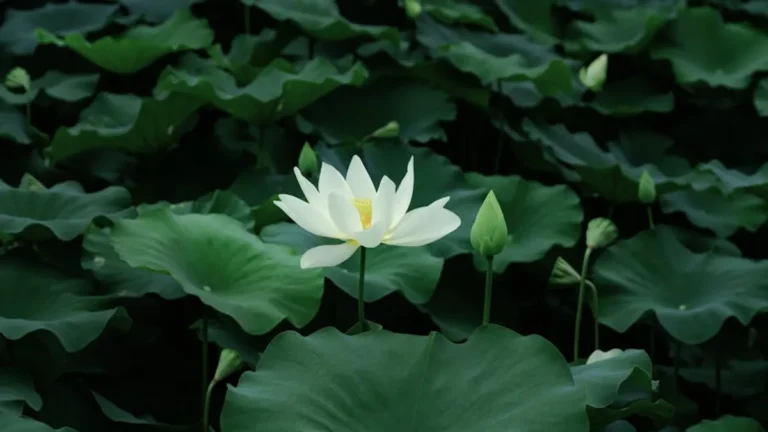 White lotus season 4: Release Updates, Cast, Story, and What to Expect